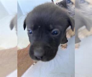 Labrador Retriever-Unknown Mix Dogs for adoption in Houston, TX, USA