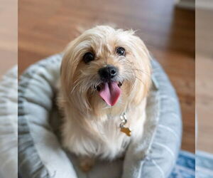 Mutt Dogs for adoption in Mundelein, IL, USA