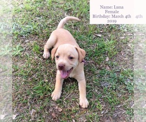Medium Photo #1 Doxie-Pin Puppy For Sale in Crossville, AL, USA