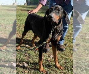 Doberman Pinscher Dogs for adoption in Rustburg, VA, USA