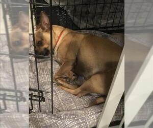 Chihuahua-Unknown Mix Dogs for adoption in San Antonio, TX, USA