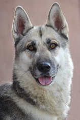 German Shepherd Dog Dogs for adoption in Los Angeles, CA, USA