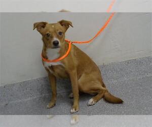 Chihuahua-Unknown Mix Dogs for adoption in Pasadena, TX, USA