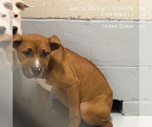 American Pit Bull Terrier-Unknown Mix Dogs for adoption in Augusta, GA, USA