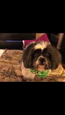 Shih Tzu Dogs for adoption in Thonotosassa, FL, USA