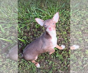 Chihuahua Dogs for adoption in Harrison, AR, USA