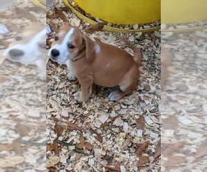 Medium Photo #1 American Staffordshire Terrier-Retriever  Mix Puppy For Sale in Sheboygan, WI, USA