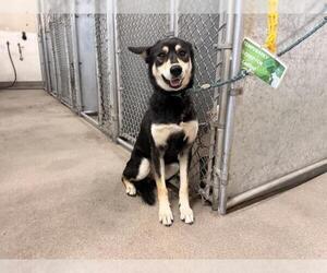Gerberian Shepsky Dogs for adoption in HESPERIA, CA, USA