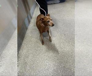 Miniature Pinscher Dogs for adoption in Louisville, KY, USA