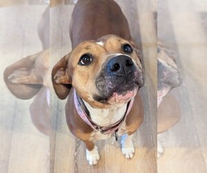 American Pit Bull Terrier Dogs for adoption in Sandy, UT, USA