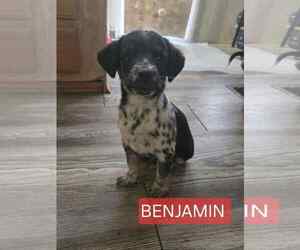 Chiweenie Dogs for adoption in Williamsburg, NM, USA