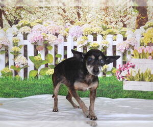 Chihuahua Dogs for adoption in Oroville, CA, USA