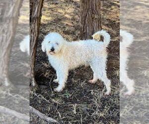 Poodle (Miniature) Dogs for adoption in Dallas, TX, USA