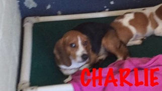 Beagle-Unknown Mix Dogs for adoption in Waycross, GA, USA