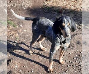 Bluetick Coonhound Dogs for adoption in Stockport, OH, USA
