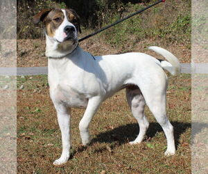 Boxer-Mastiff Mix Dogs for adoption in Prattville, AL, USA