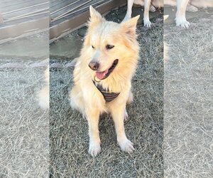 Australian Retriever Dogs for adoption in Winter Park, CO, USA