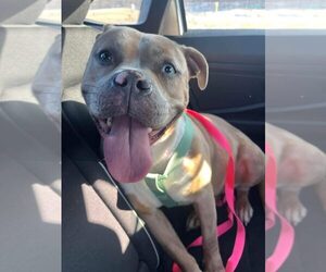 Mutt Dogs for adoption in Martinsburg, WV, USA