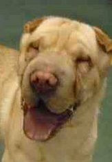 Chinese Shar-Pei Dogs for adoption in Barnegat Light, NJ, USA