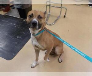 Bullboxer Pit Dogs for adoption in Minneapolis, MN, USA