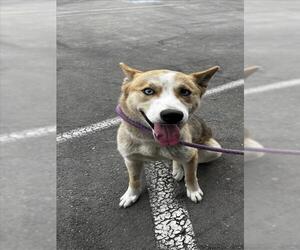 Siberian Husky Dogs for adoption in Tracy, CA, USA