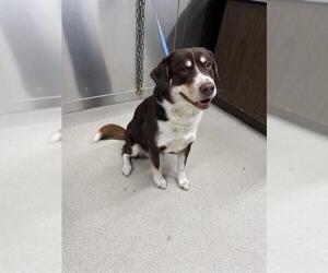 Australian Shepherd-Unknown Mix Dogs for adoption in Fairbanks, AK, USA
