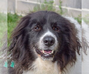 Collie-Great Pyrenees Mix Dogs for adoption in Huntley, IL, USA