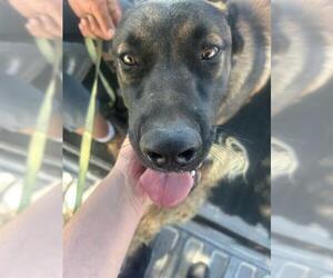 Mutt Dogs for adoption in Stockton, CA, USA