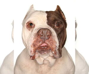 Free-Lance Bulldog Dogs for adoption in Oakland Park, FL, USA