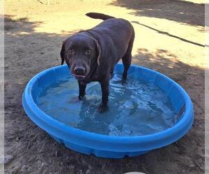 Labrador Retriever Dogs for adoption in Sacramento, CA, USA