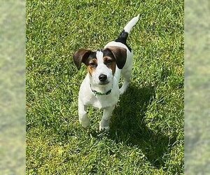 Jack Russell Terrier Dogs for adoption in South Bend, IN, USA