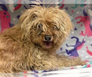 Maltipoo Dogs for adoption in HESPERIA, CA, USA