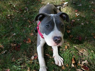 Medium Photo #1 American Pit Bull Terrier Puppy For Sale in Framingham, MA, USA