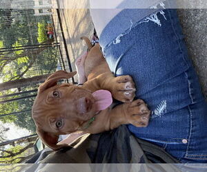 Mutt Dogs for adoption in Chico, CA, USA