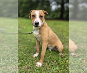 Labbe Dogs for adoption in Attalka, AL, USA