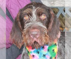 German Wirehaired Pointer Dogs for adoption in Garfield Heights, OH, USA