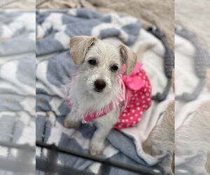 Maltese-Unknown Mix Dogs for adoption in Phoenix, AZ, USA