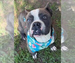 American Bulldog-Unknown Mix Dogs for adoption in Tulsa, OK, USA