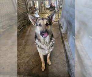 German Shepherd Dog Dogs for adoption in El Centro, CA, USA