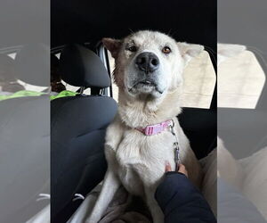 Labsky Dogs for adoption in Calgary, Alberta, Canada