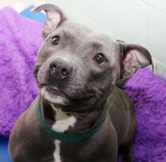 American Pit Bull Terrier Dogs for adoption in Tyrone, PA, USA