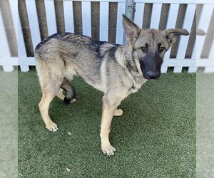 German Shepherd Dog-Unknown Mix Dogs for adoption in Modesto, CA, USA