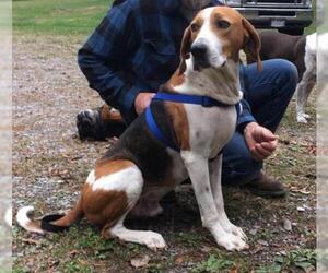Treeing Walker Coonhound Dogs for adoption in Union, WV, USA