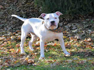 Bullypit Dogs for adoption in Westminster, MD, USA