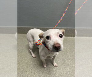 Chihuahua-Unknown Mix Dogs for adoption in Las Vegas, NV, USA