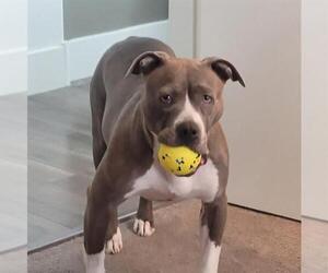 American Pit Bull Terrier-Unknown Mix Dogs for adoption in Las Vegas, NV, USA