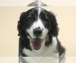 English Springer Spaniel Dogs for adoption in Waterford, VA, USA