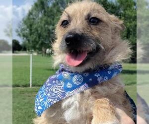 Cairn Terrier Dogs for adoption in Von Ormy, TX, USA