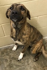 Boxer Dogs for adoption in Little Elm, TX, USA