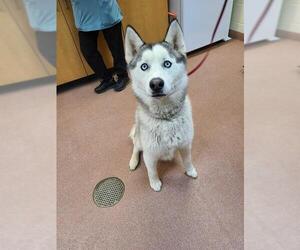 Siberian Husky Dogs for adoption in Ogden, UT, USA